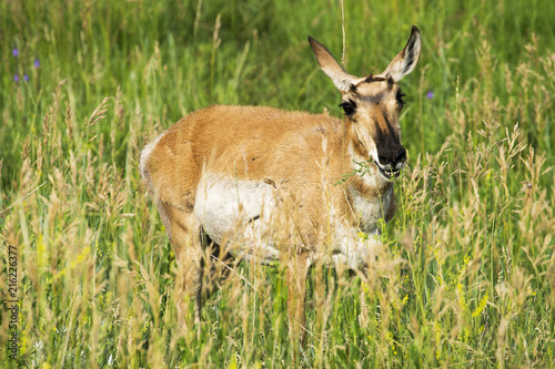 Pronghorn "Antelope"