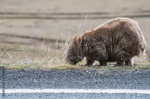 Quadro em tela Wombat grazing by the side of the road