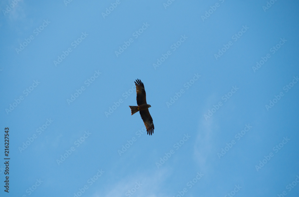 Lesser Spotted Eagle flying overhead near mount rigi in switzerland Lesser Spotted Eagle flying overhead near mount rigi in switzerland