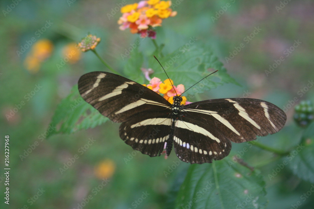 Fototapeta premium Butterfly