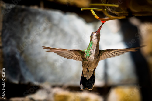 Colorful hummingbird flying  posing to the camera