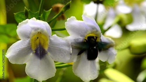 carpenter bee pollinate bloomed flower photo