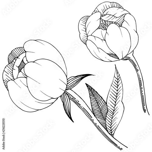 Peony in a vector style isolated. Full name of the plant: peony. Vector flower for background, texture, wrapper pattern, frame or border.