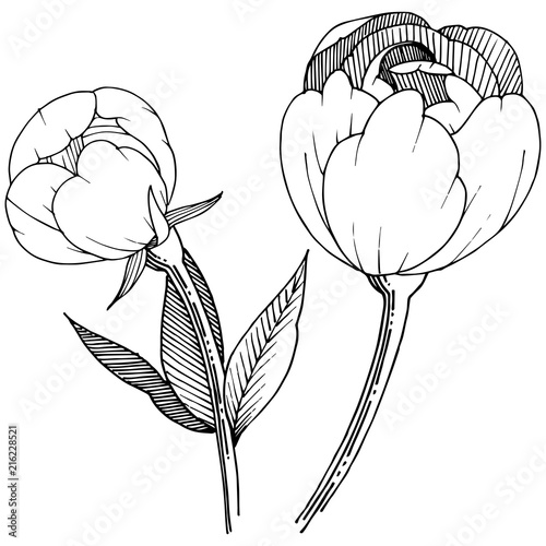 Peony in a vector style isolated. Full name of the plant: peony. Vector flower for background, texture, wrapper pattern, frame or border.