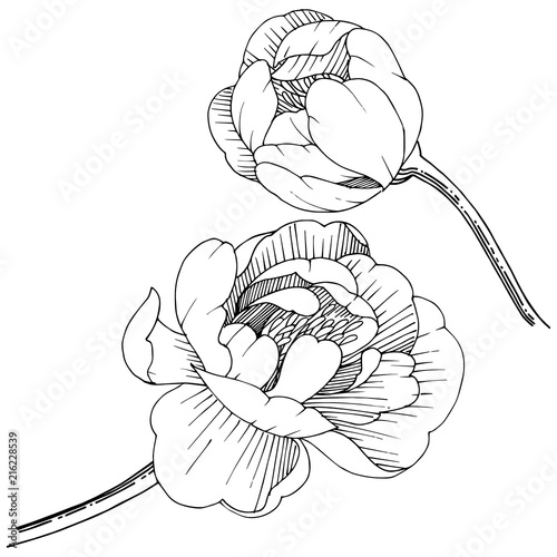 Peony in a vector style isolated. Full name of the plant: peony. Vector flower for background, texture, wrapper pattern, frame or border.