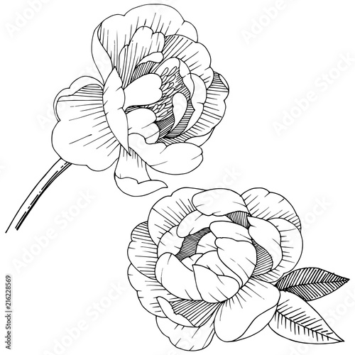 Peony in a vector style isolated. Full name of the plant: peony. Vector flower for background, texture, wrapper pattern, frame or border.