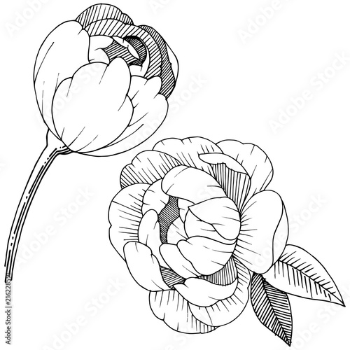 Peony in a vector style isolated. Full name of the plant: peony. Vector flower for background, texture, wrapper pattern, frame or border.