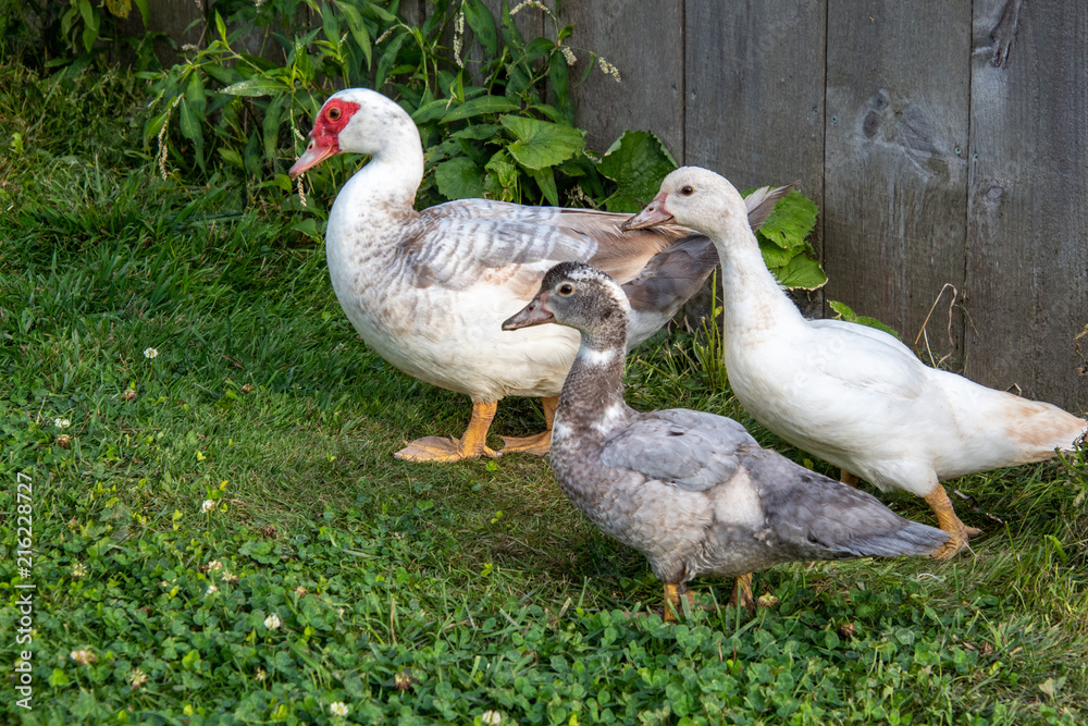 Ducks Ducks