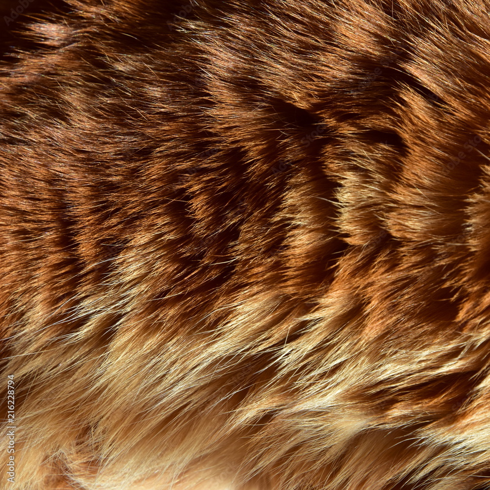 Beautiful wool is a healthy breed of Kurilian Bobtail. Shines in the sunlight. fashionable design background
