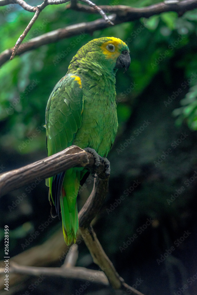 Fototapeta premium Deep Green and Yellow Plumage on a Blue Fronted Amazon Parrot on a Branch