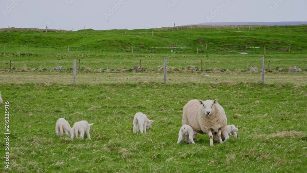 Wide shot of lambs suckling at their mother sheep in a Scottish field in Durness, Sutherland, Seagull flies out of shot in the background, Slowmotion Wide shot of lambs suckling at their mother sheep in a Scottish field in Durness, Sutherland, Seagull flies out of shot in the background, Slowmotion