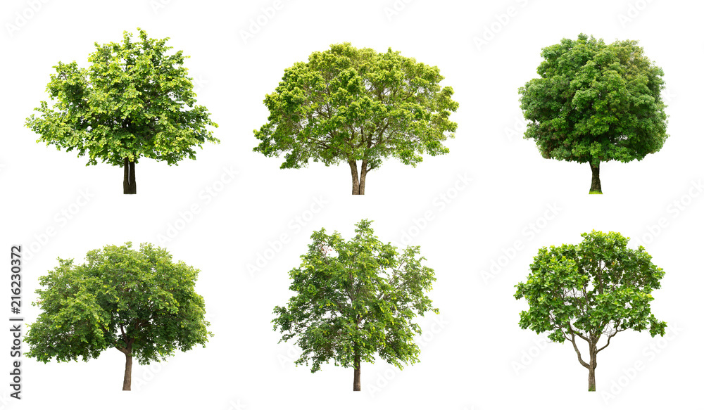 Fototapeta premium The collection of isolate trees on white background.