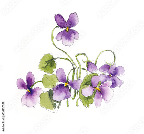Bouquet of violets. Watercolor composition. Flower backdrop. Decoration with blooming violets, hand drawing.  Illustration.