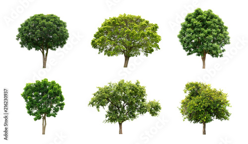 The collection of isolate trees on white background.