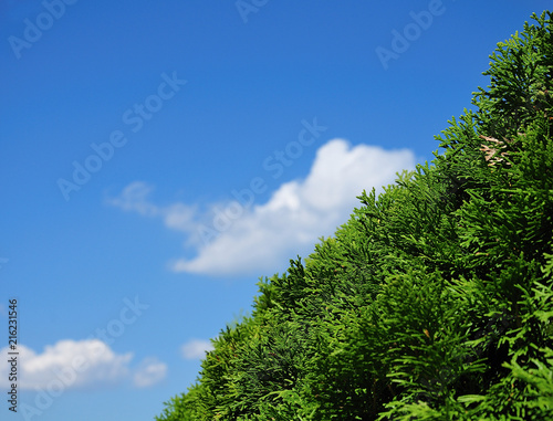 green hedge of northern white-cedar © Carmen Hauser
