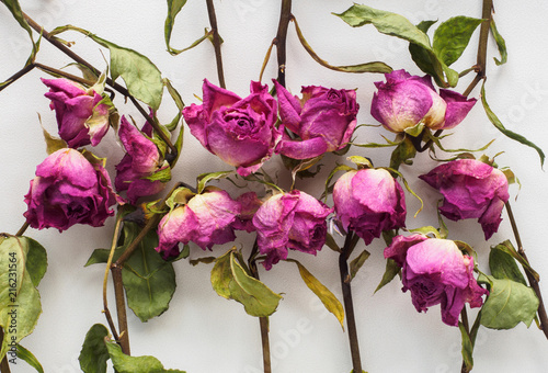 dry roses on white background