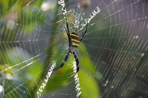 網の中心で獲物を待つコガネグモ