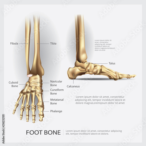 Human Anatomy Foot Bone Vector Illustration