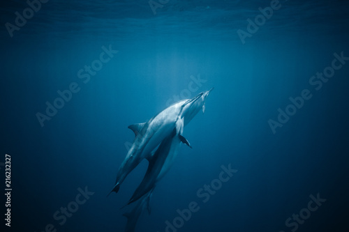 View of dolphins swimming underwater © Jeremy Bishop