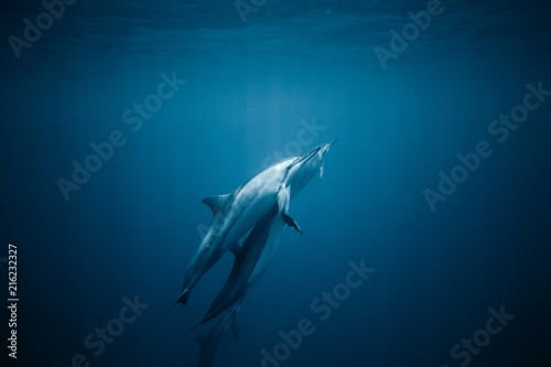 View of dolphins swimming underwater