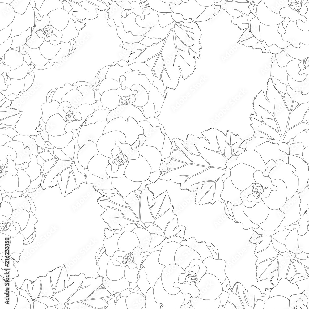 Begonia Flower, Picotee Outline White Background Begonia Flower, Picotee Outline White Background