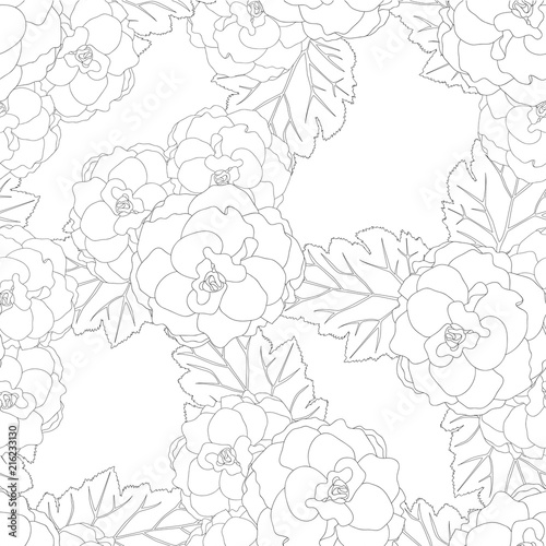Begonia Flower, Picotee Outline White Background