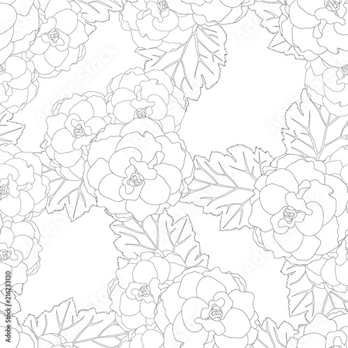 Begonia Flower, Picotee Outline White Background