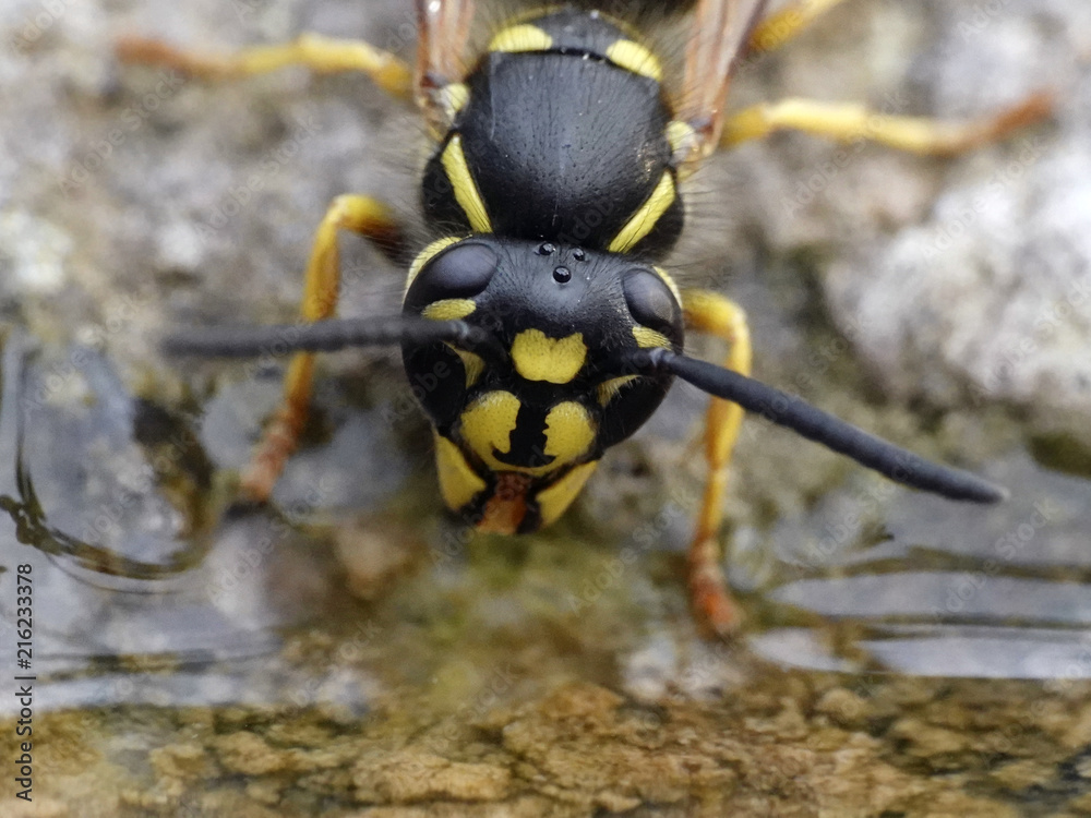 Common wasp (Vespula vulgaris)