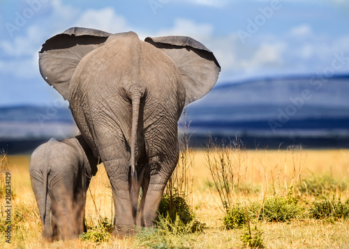 Elefante  nella savana del Serengeti in Tanzania photo