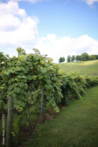 Grape Vines at a Winery Vineyard
