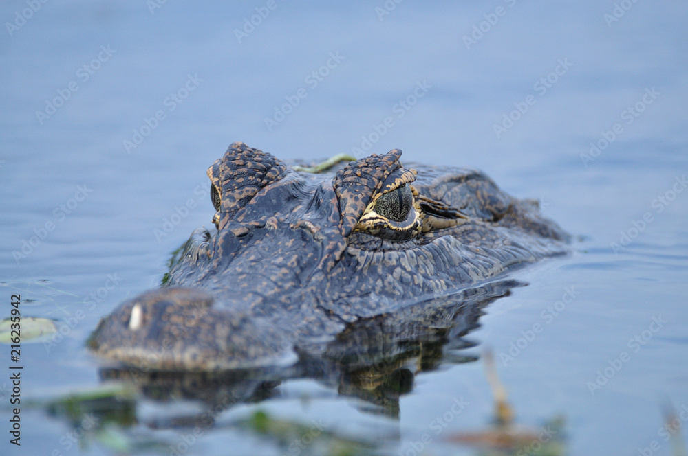 Obraz premium yacare cayman