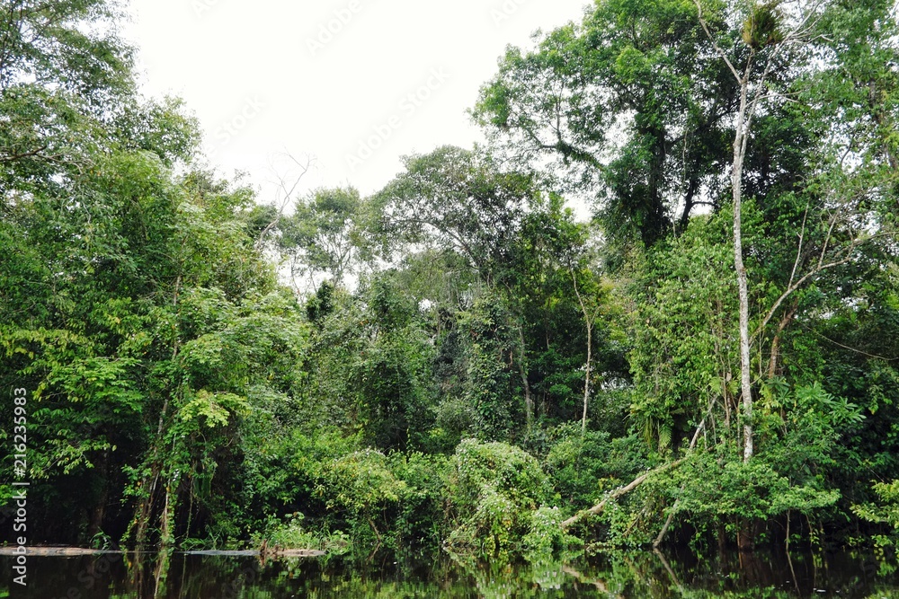 Fototapeta premium flooded rainforest jungle during the rainy season with beautiful reflection