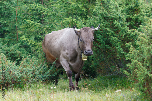 Fototapeta Naklejka Na Ścianę i Meble -  One cow in bushes of forest pasture