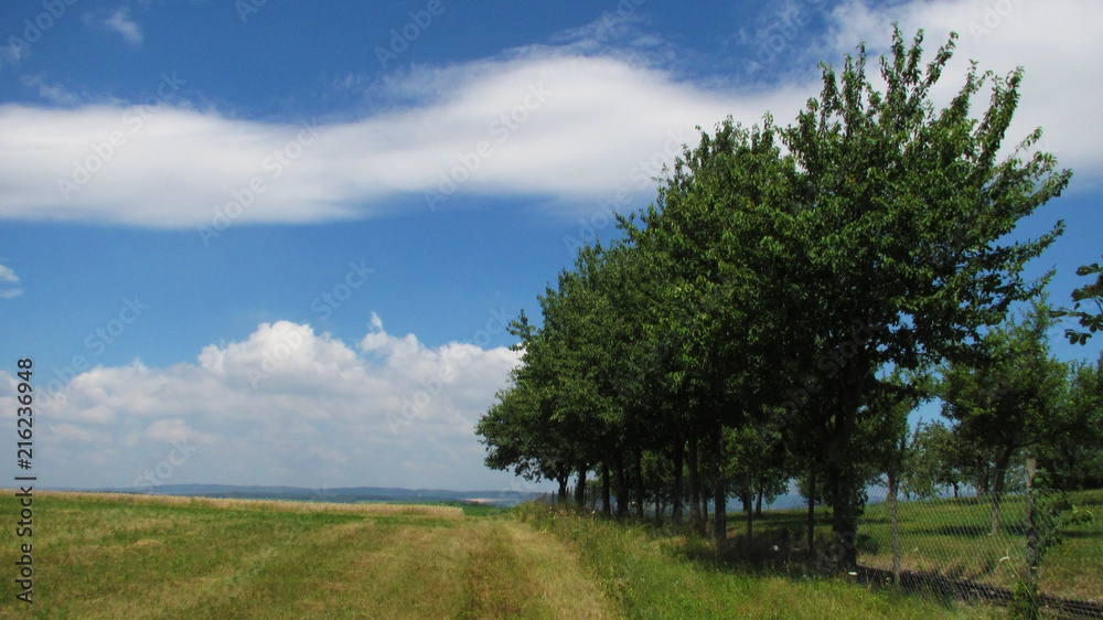 Field with trees in a row by jziprian