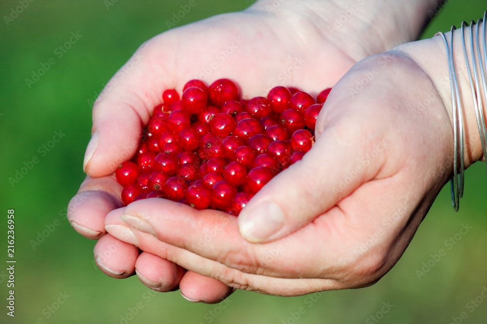 Red blueberries held in offering hands Red blueberries held in offering hands