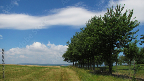 Field with trees in a row by jziprian