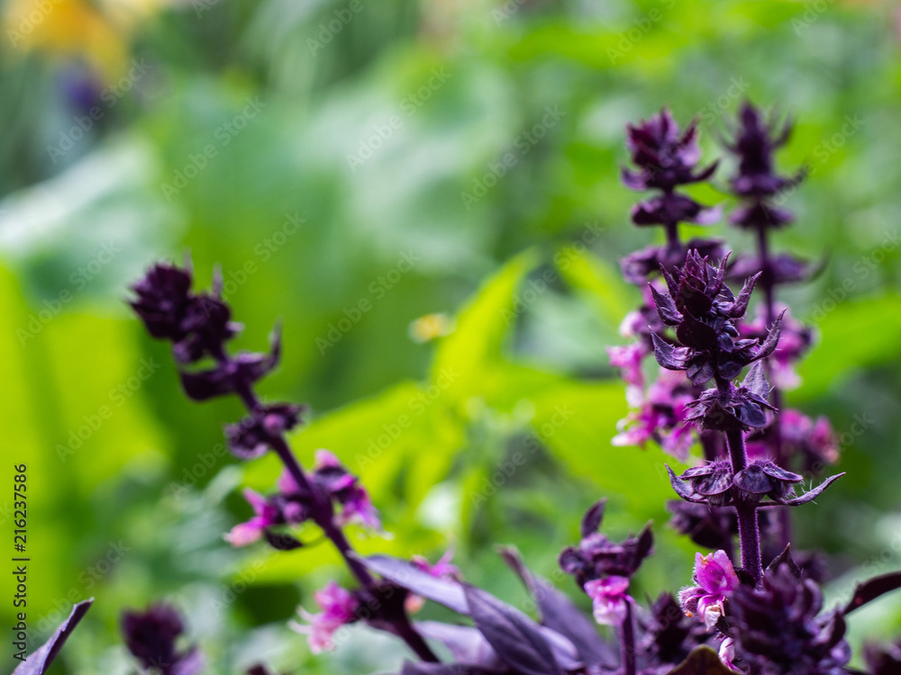 The purple basil grows in the garden. Fresh basil and blossom. The purple basil grows in the garden. Fresh basil and blossom.
