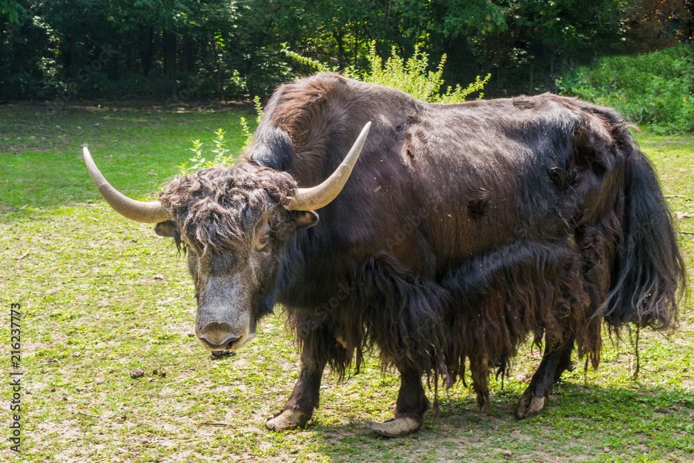 one Bos Mutus or Bos Grunniens YAK bovines one Bos Mutus or Bos Grunniens YAK bovines