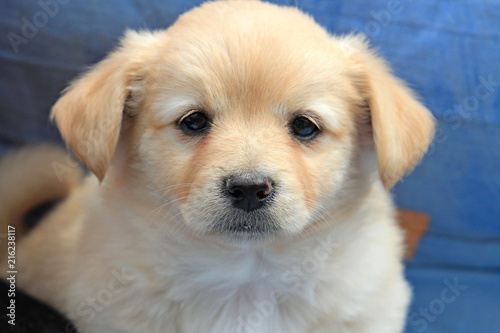portrait of a charming little puppy