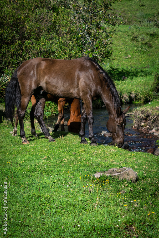 Obraz premium Horse drinking