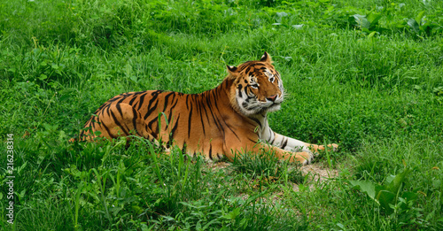 One tiger (Panthera tigris) resting in the green grass