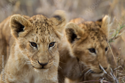 Cuccioli di leone leoncini nel parco nazionale del Serengeti in Tanzania