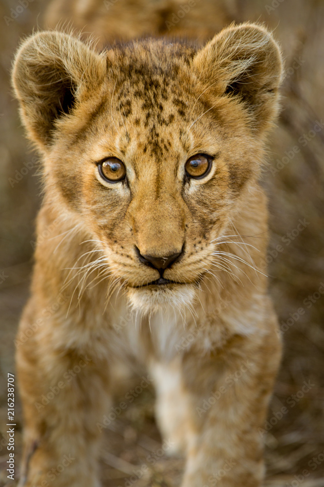 Cuccioli di leone leoncini nel parco nazionale del Serengeti in Tanzania  Stock Photo | Adobe Stock