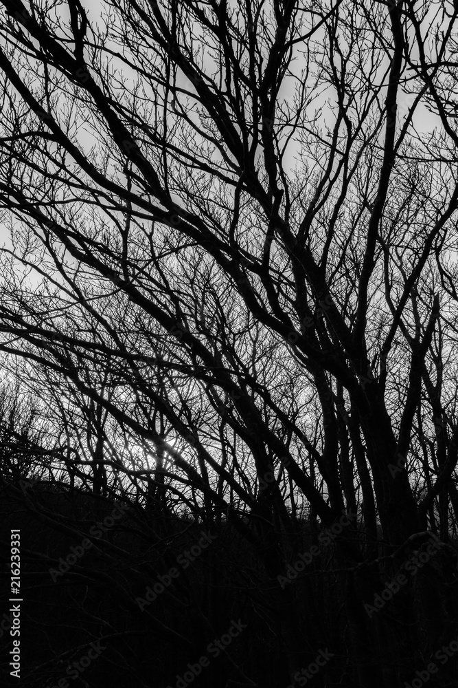 Skeletal trees silhouettes in winter, against an empty sky at dusk Skeletal trees silhouettes in winter, against an empty sky at dusk