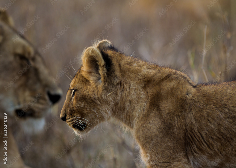 Cuccioli di leone leoncini nel parco nazionale del Serengeti in Tanzania Cuccioli di leone leoncini nel parco nazionale del Serengeti in Tanzania