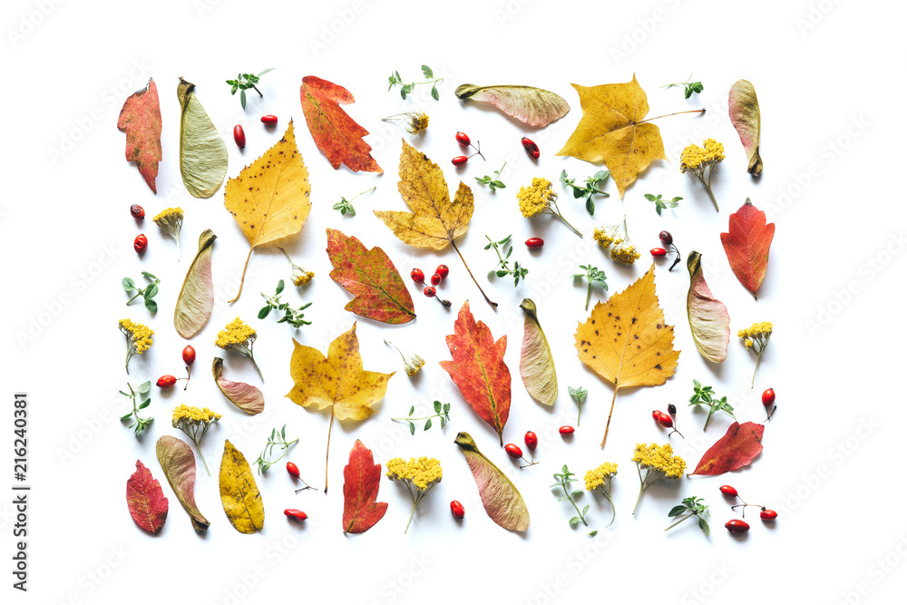 Autumn Pattern With Colorful Leaves, Berries, Seeds And Flowers On White Background