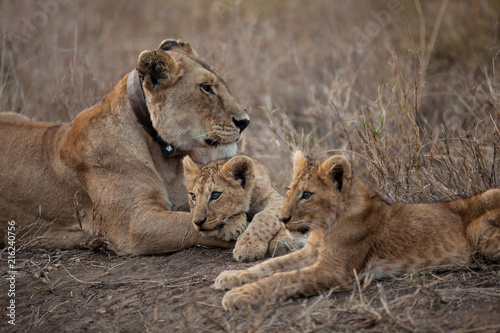 Cuccioli di leone leoncini nel parco nazionale del Serengeti in Tanzania photo