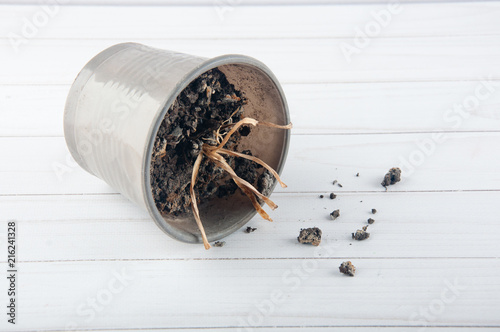 Dry yellow dead flower stams in grey plastic pot laying on table photo