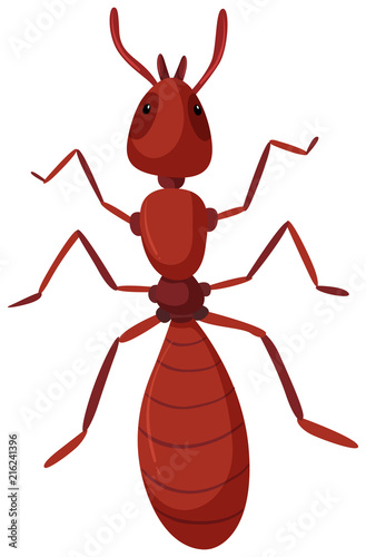 An isolated red ant