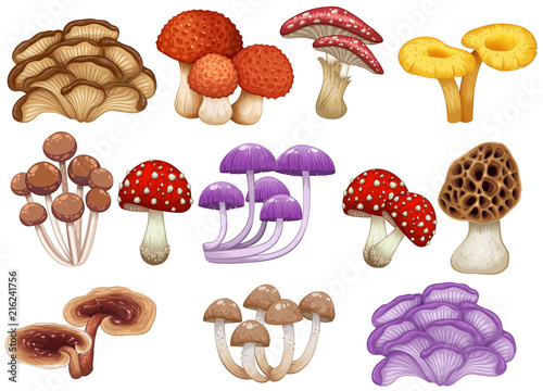 Wallpaper Mural Set of different mushrooms